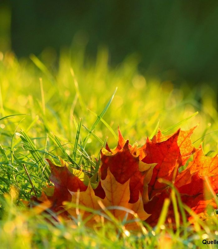 Herbstlaub verarbeiten - Reichelt Garten- und Landschaftsbau