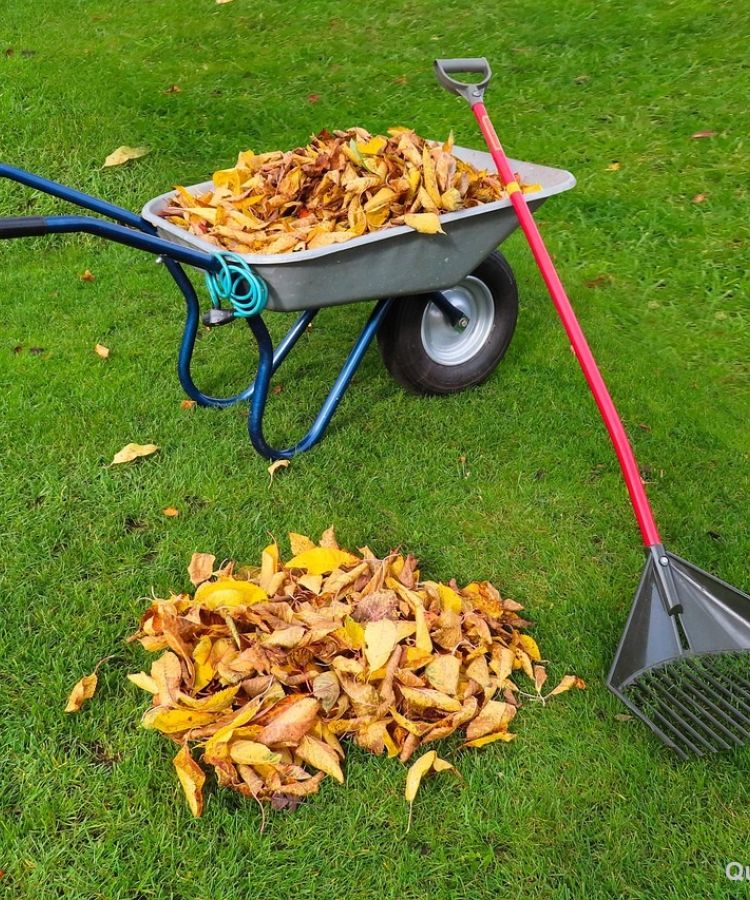 Gartenlaub im Herbst mulchen - Garten- und Landschaftsbau Reichelt in Berlin Steglitz-Zehlendorf
